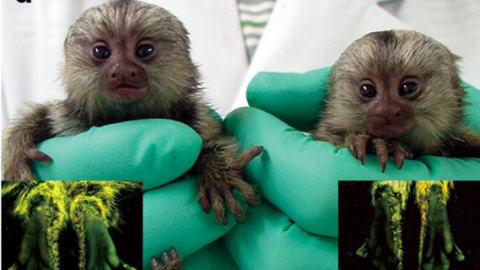 singes-transgeniques
