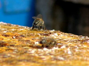Abeilles