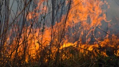 Incendie de for�t