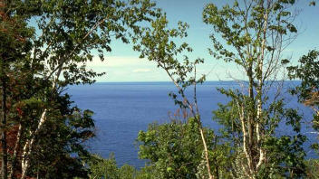 vue-fleuve-arbre