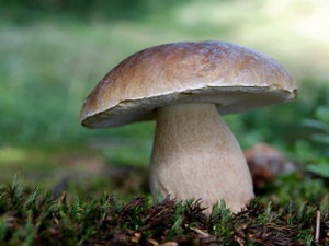 Champignon