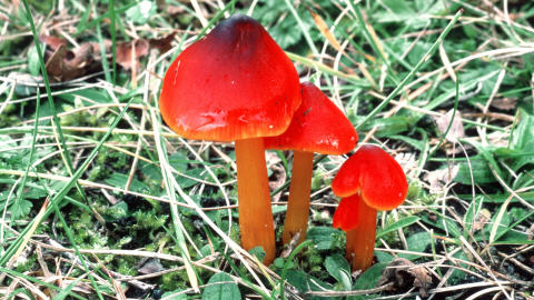 champignon-hydrocybe conica