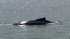 Baleine à bosse