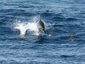 Dauphins dans le sanctuaire Pelagos, en Méditerranée