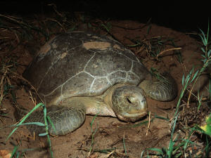 Une tortue verte dans la réserve naturelle de Galibi, au Suriname
