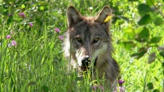 Un loup dans une réserve faunique, au Montana
