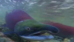 Saumon sockeye