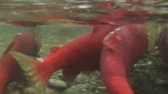 Saumons sockeye