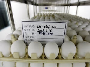 Ces oeufs servent à faire croître les virus qui serviront à produire le vaccin contre la grippe A (H1N1)