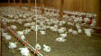 �levage de poulet