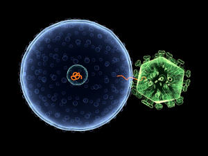 cellule-vih-infection