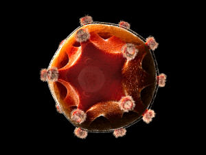 virus-sida