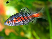 Poisson-asie