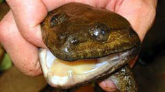 grenouille-thailande