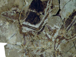 Anchiornis huxleyi