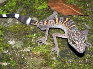 Un gecko tacheté