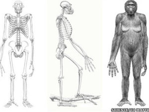 Ardi
