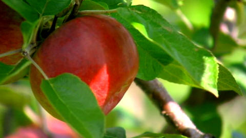Pommes