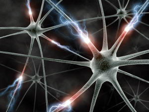 neurones-synapses