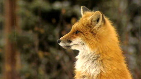 Un renard