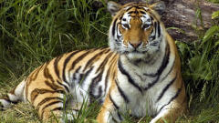 Un tigre dans son milieu naturel