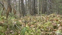 biomasse forestière