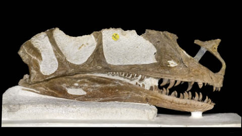 fossile-ancetre-trex