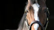 Cheval de calèche effondré - Possible coup de chaleur