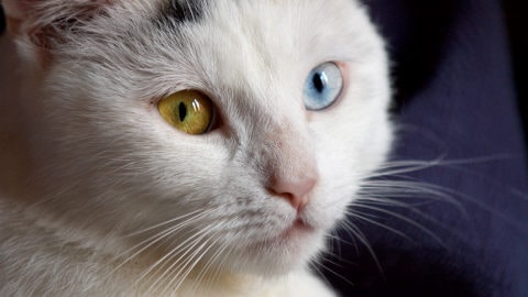 Chat