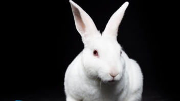 Un lapin blanc