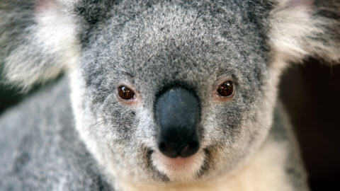 Un koala