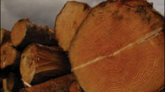 Arbres coup�s
