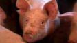 Porcs