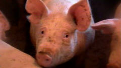 Porcs