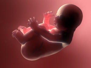 Un foetus