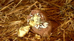 Pomme de terre moisie