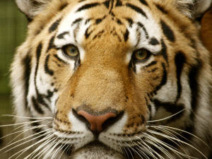 Tigre de Sibérie