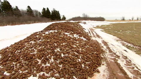 Pommes de terre