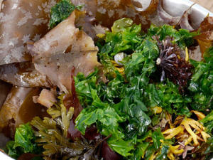 algues-pot