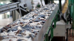 Usine de transformation de poissons