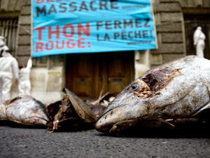 Manifestation de Greenpeace pour l'interdiction du thon rouge, devant le ministère français de l'Agriculture, à Paris, en novembre 2008.