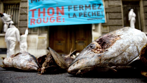 Manifestation de Greenpeace pour l'interdiction du thon rouge, devant le minist�re fran�ais de l'Agriculture, � Paris, en novembre 2008.