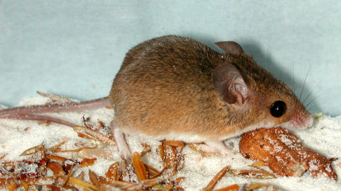 Une souris Mus minutoides