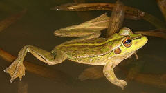 Une grenouille Bell � taches jaunes