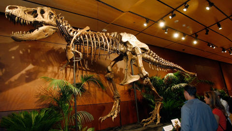 Le squelette d'un Tyrannosaurus rex expos� dans un h�tel de Las Vegas.