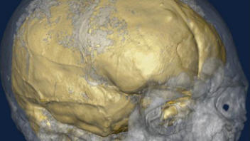 Le cr�ne et le cerveau d'un Cro-Magnon