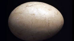 Un oeuf d'Aepyornis