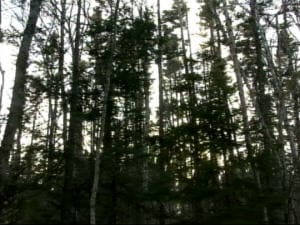 Forêt