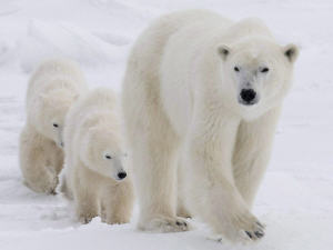 Une mère ours polaire et ses petits, près de la baie d'Hudson, dans le nord du Manitoba.