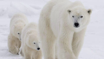 Une m�re ours polaire et ses petits, pr�s de la baie d'Hudson, dans le nord du Manitoba.